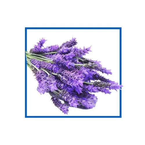 Lavender Natural Fragrance Oil