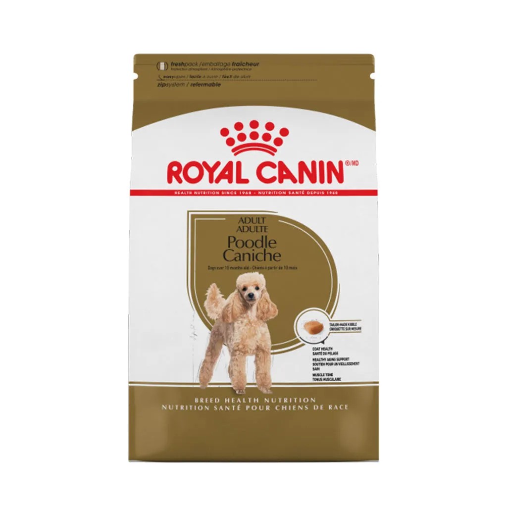 Poodle Adult