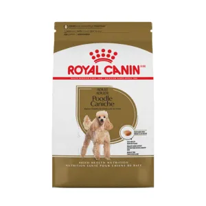 Poodle Adult