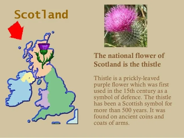 Scottish Thistle Kilt Pin