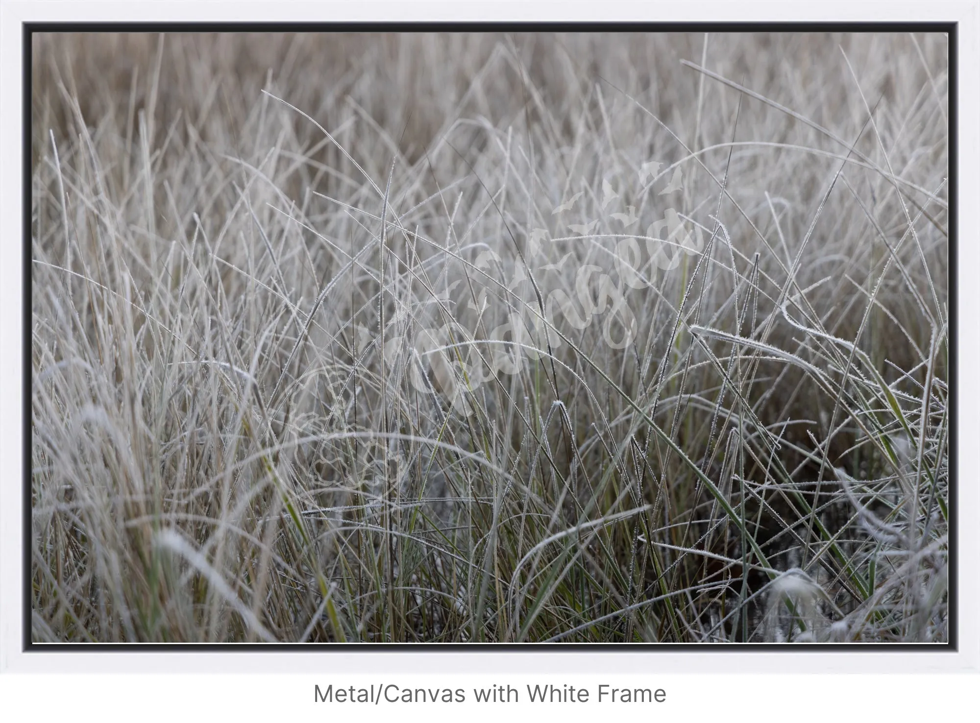 Wall Art: Frost in the Tall Grass